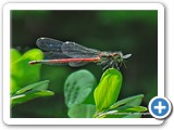 hungrydragonfly